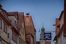 Bernhard Saalfeld - Rothenburg 2023 (8v9)